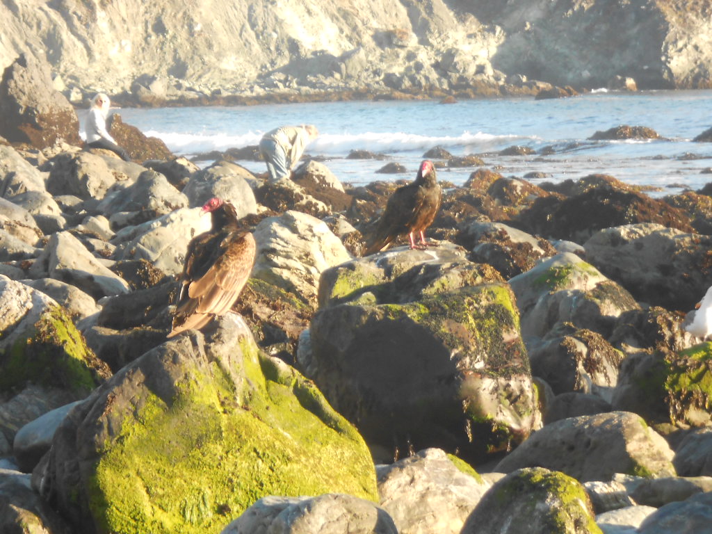 California Hwy 1 Coastal Road Trip - June 21-30, 2013