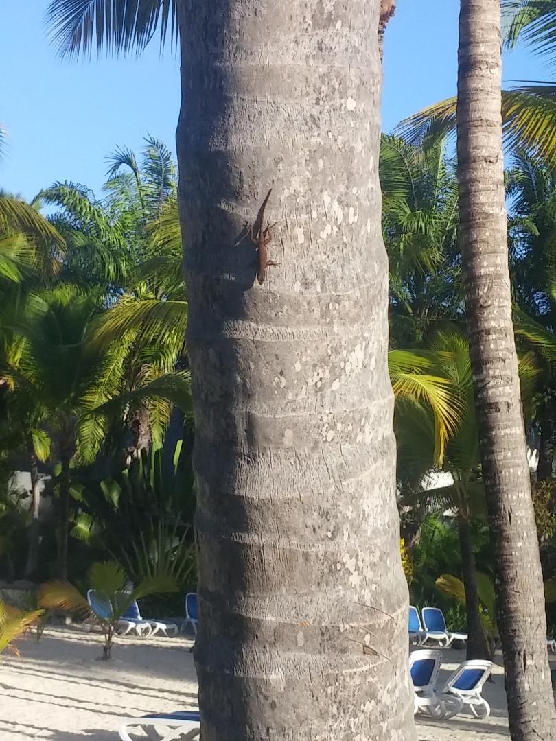 Punta Cana Photo