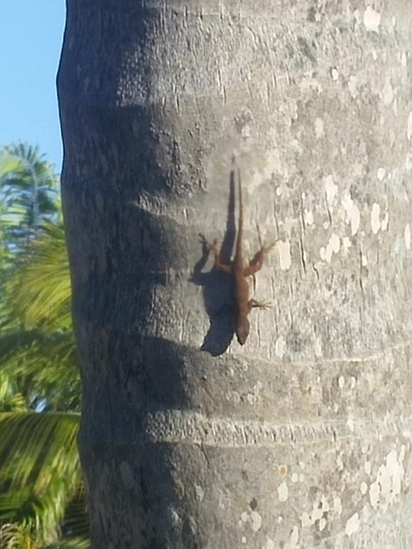 Punta Cana Photo