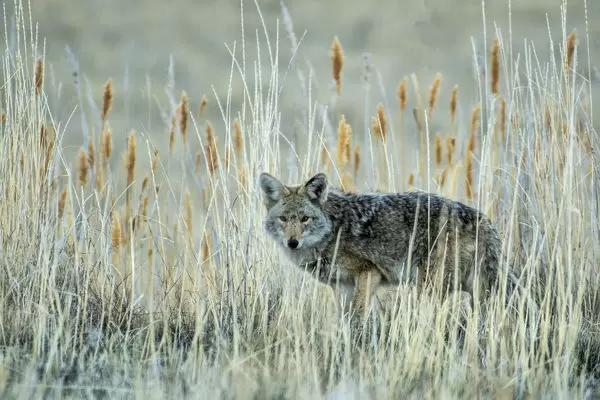 Animal #10