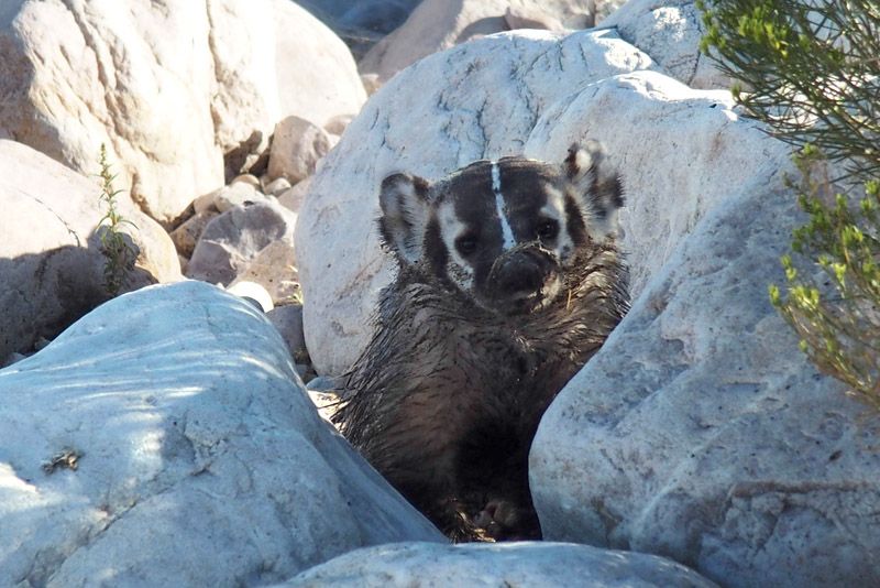 Animal #13
