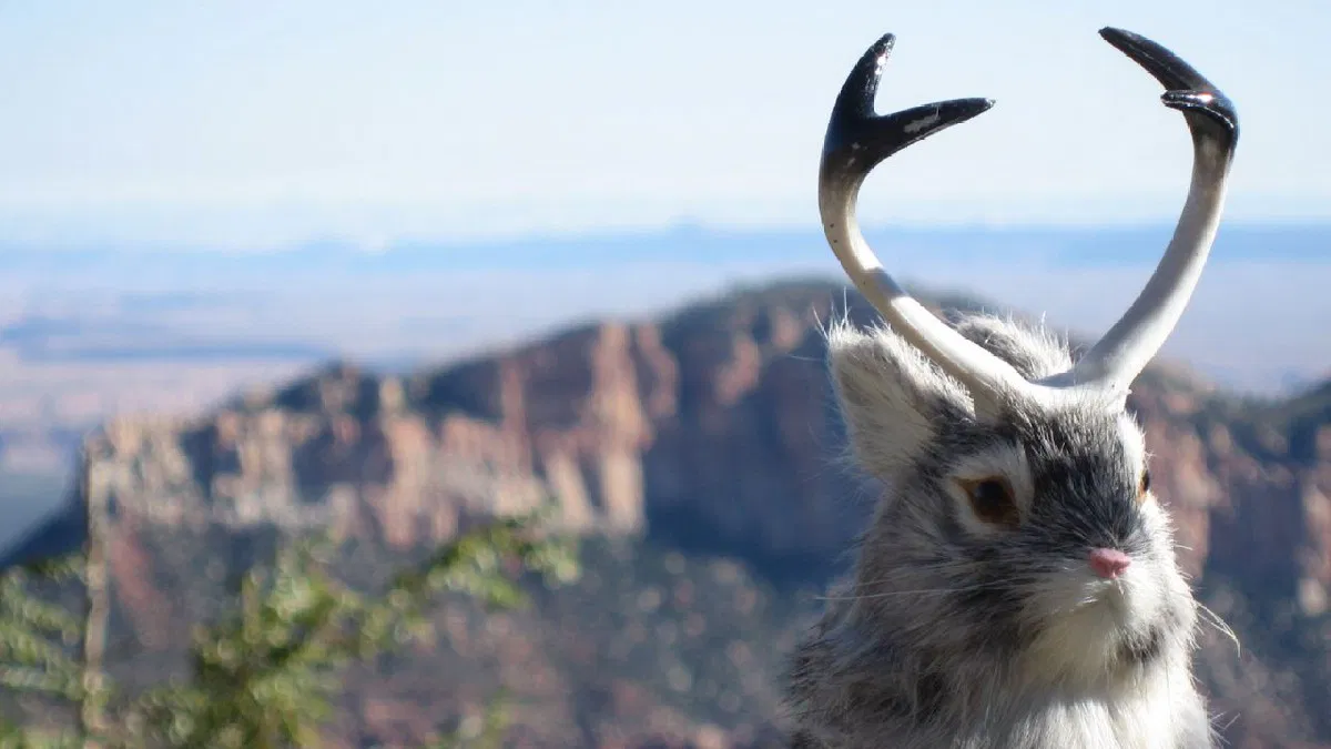Animal #16