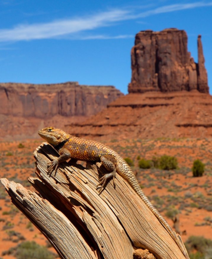 Utah National Monument - Monument Valley #19